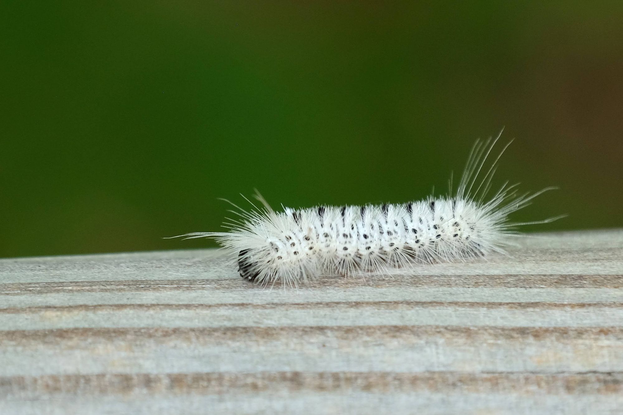 Caterpillar